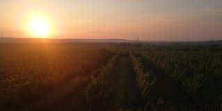 Sonnenuntergang beim Wohlfühl Weinhauerhof Pasching-Klinglhuber
