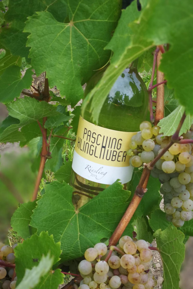 Riesling von Pasching-Klinglhuber