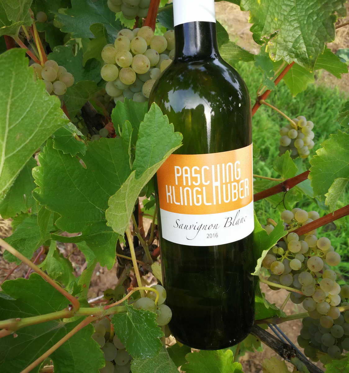 Sauvignon Blanc von Pasching-Klinglhuber